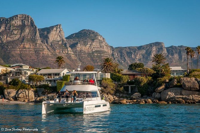 1 Hour Coastal Catamaran Cruise from Cape Town - Wildlife sightings are a bonus, not the plan