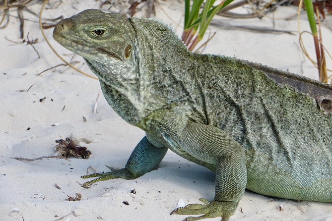 4-Hour Catamaran Sail and Snorkel Tour from Grace Bay - Why this four-hour trip works so well