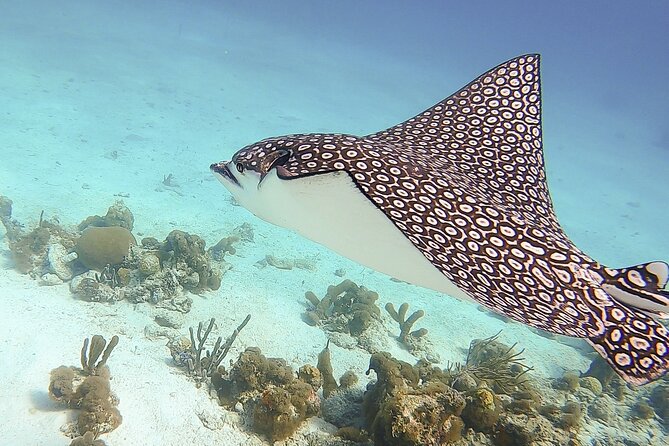 4 Hour Private Catamaran Sail and Snorkel from Grace Bay Beach, Providenciales - Practical details that matter