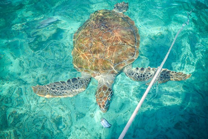 4H Lux 40' Catamaran All-Inclusive in Tulum and Playa del Carmen. - Lunch, ceviche, and the open bar