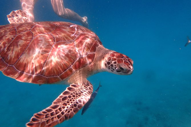 5-Hour Small-Group Catamaran Cruise from Bridgetown with Lunch - Stop One: Swimming With Barbados Sea Turtles