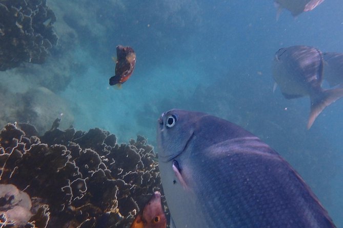 5-Hour Small-Group Catamaran Cruise from Bridgetown with Lunch - Stop Two: Reef or Shipwreck