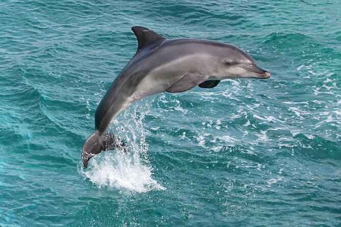 Alanya Catamaran Boat Trip incl. Lunch and drinks - Who should book this Alanya catamaran trip?