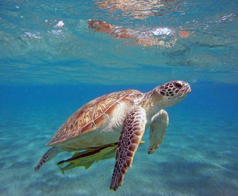 Alanya White Pearl Catamaran Cruise – Scenic Views & Swim - Who Will Enjoy This Alanya Boat Trip