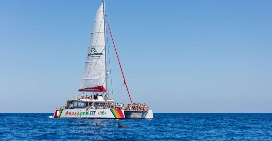 Alcudia: Sunset Catamaran Tour with Dinner and Snorkeling - The 90-minute cove stop is the heart of the trip
