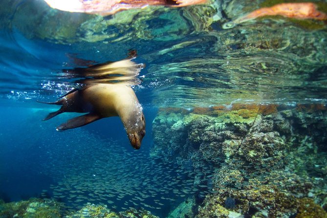 All-Inclusive catamaran Espiritu Santo Island Tour from Los Cabos - Starting from San Jose del Cabo and Cabo