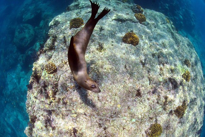 All-Inclusive Catamaran Tour | Beaches & Sea Lions from Los Cabos - Food, Service, and Comfort on the Way Back
