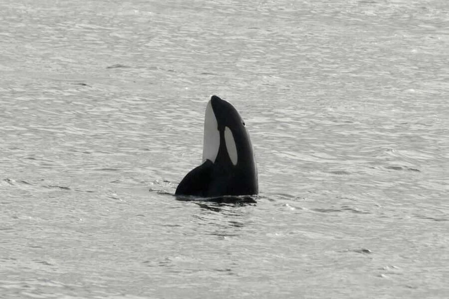 Andenes: Responsible Whale Watching with Classic Catamaran - Searching the Arctic water for whales