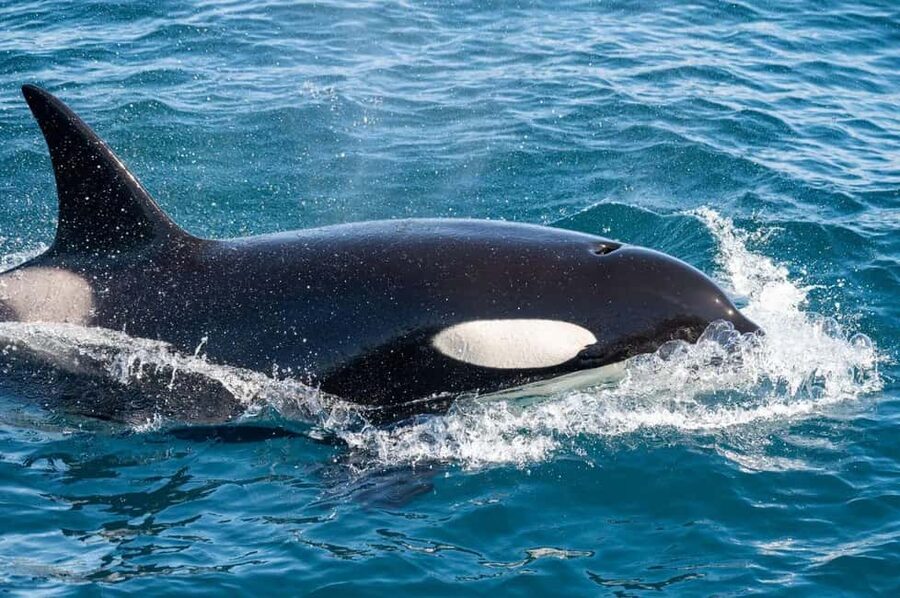 Andenes: Responsible Whale Watching with Classic Catamaran - What you might see from the deck