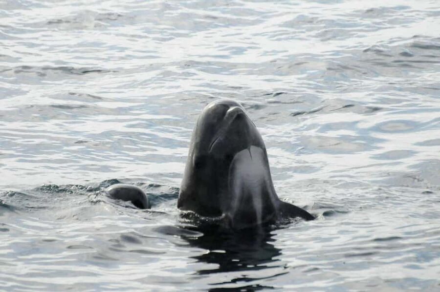 Andenes: Responsible Whale Watching with Classic Catamaran - Weather, seasickness, and physical demands