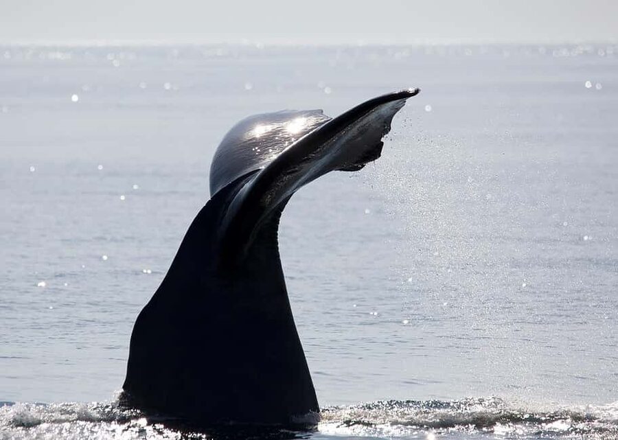 Andenes: Responsible Whale Watching with Classic Catamaran - Is $183 a fair price?