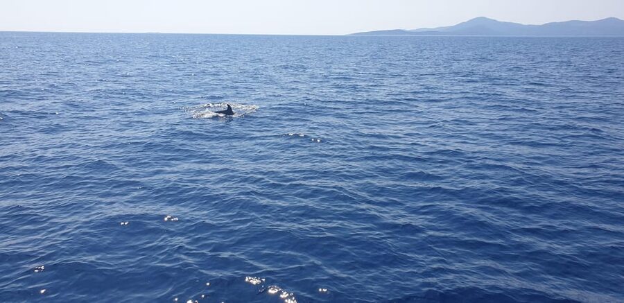 Athens: Riviera Catamaran Tour with Fresh Meal and Drinks - The crew makes the difference