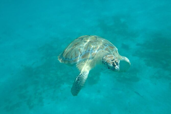 Barbados Catamaran Snorkel Cruise with Open Bar - Sailing Along Barbados’ West Coast