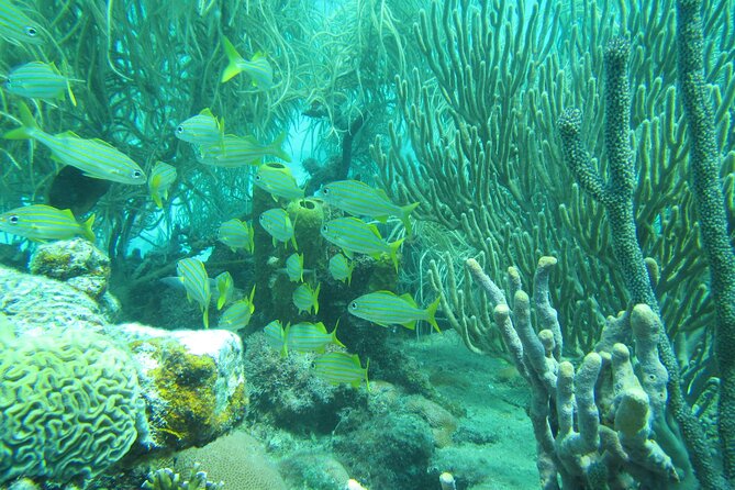 Barbados Catamaran Turtle and Shipwreck Snorkeling Cruise - Food, drinks, and the mood onboard