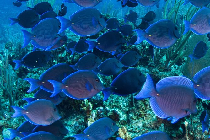 Barbados Catamaran Turtle and Shipwreck Snorkeling Cruise - Who will enjoy this cruise most?