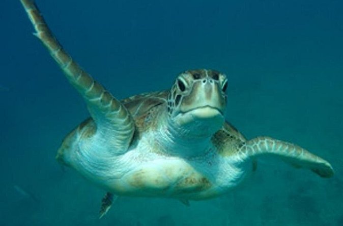 Barbados Sunset and Snorkeling Catamaran Cruise - Who will enjoy this cruise most?