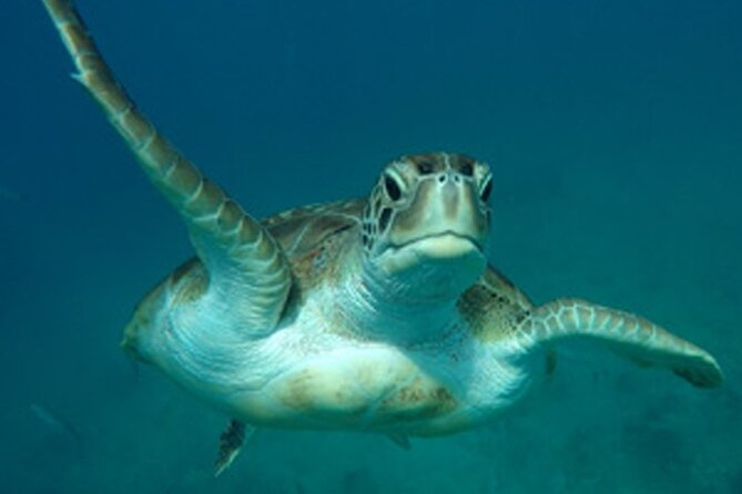Barbados Sunset and Snorkeling Catamaran Cruise - Practical tips for a smoother afternoon