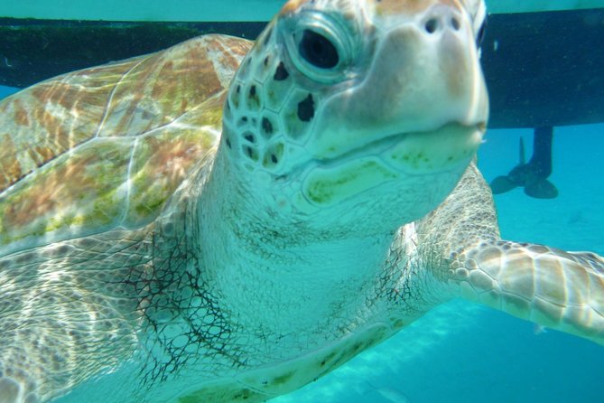 Barbados Sunset and Snorkeling Catamaran Cruise - Carlisle Bay: turtles, fish, and shipwrecks