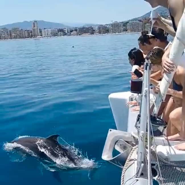 Benalmádena: Catamaran with dolphin watching and drinks - Dolphin watching without false promises