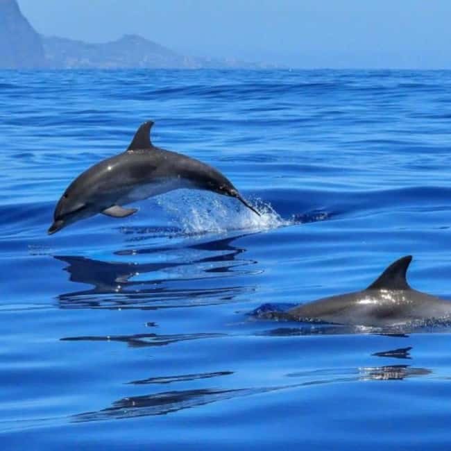 Benalmádena: Catamaran with dolphin watching and drinks - What the price means for a group of 12