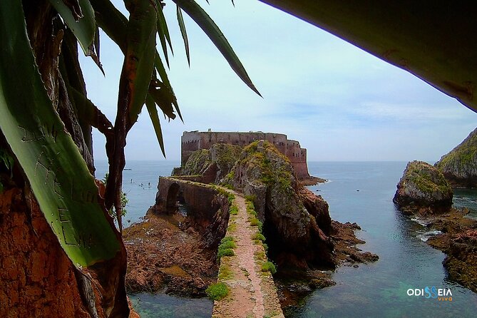 Berlengas Island Catamaran Tour - Round Trip - Timing matters more than it first appears