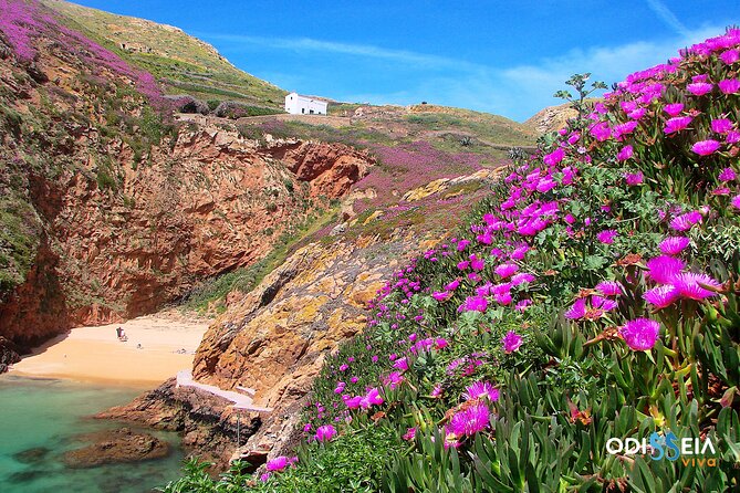 Berlengas Island Catamaran Tour - Round Trip - Who will enjoy this outing most