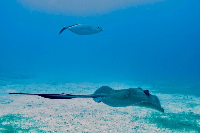 Best Sailing Catamaran, Beach and Snorkel - Cruise Ship Friendly - What lunch and the open bar add to the price