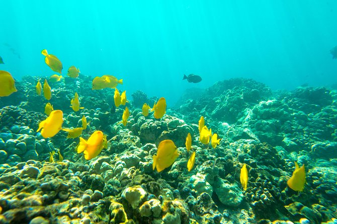 Big Island: Captain Cook Snorkel On A Power Catamaran With Lunch - Is $85 a good price for four hours?