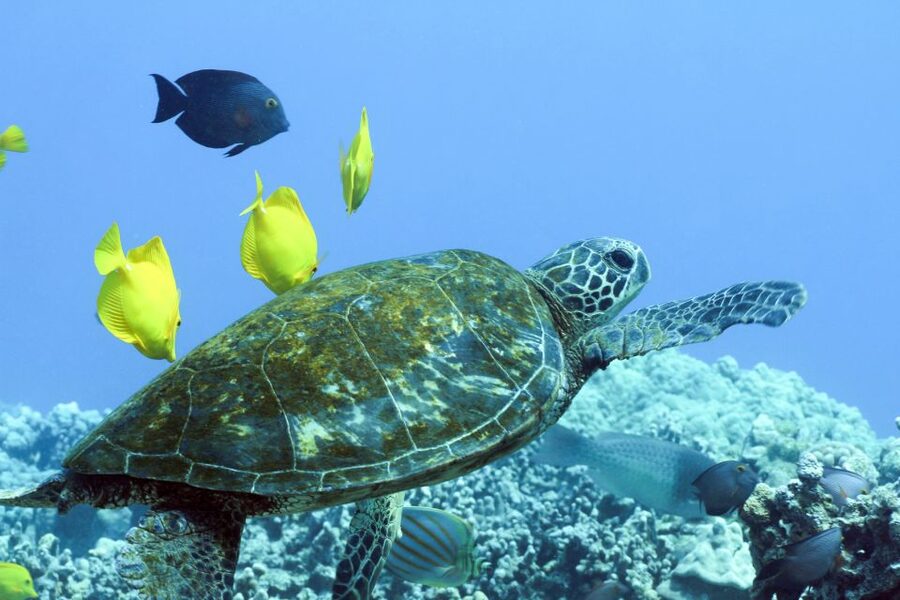 Big Island: Luxury Catamaran Trip along the Kona Coast - What makes this Kona catamaran trip special