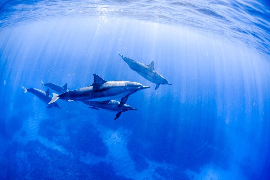 Big Island: Luxury Catamaran Trip along the Kona Coast - The crew and the tone of the trip