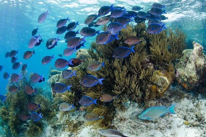 Brunch & Snorkel Catamaran Tour - Chef Roy’s breakfast onboard