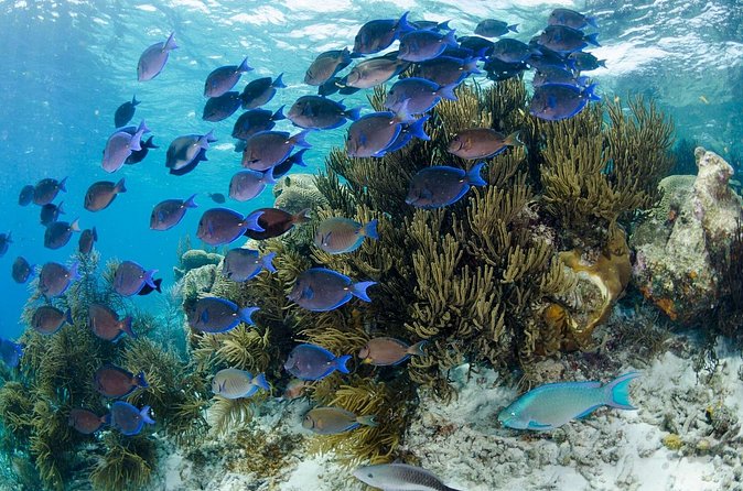 Brunch & Snorkel Catamaran Tour - How much value do you get for $135?