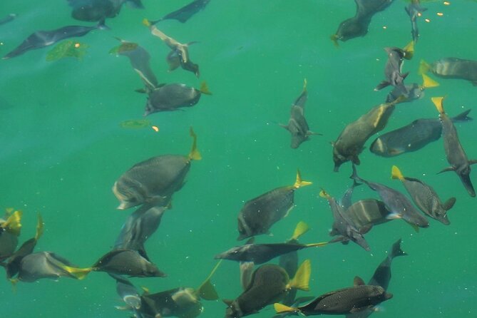 Cabo Catamaran – Snorkeling Tour & Coastal Views - Timing Problems and How to Protect Your Day