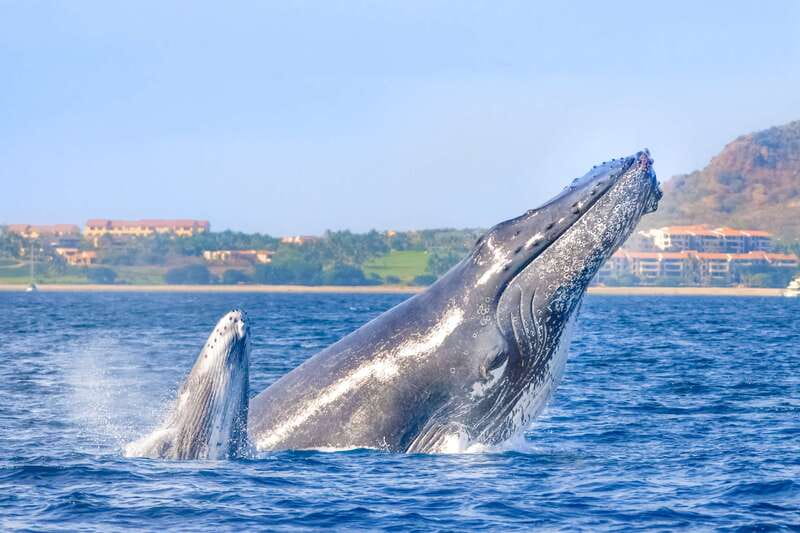 Cabo San Lucas: Luxury Catamaran Whale Watching Experience - Key points to know before booking