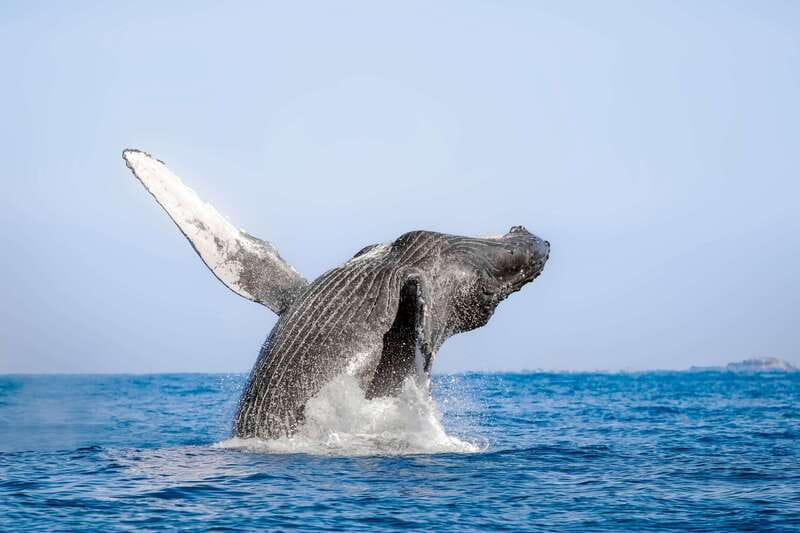 Cabo San Lucas: Luxury Catamaran Whale Watching Experience - Setting out past the Arch