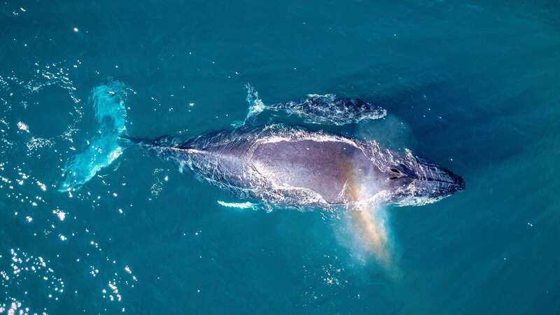 Cabo San Lucas: Luxury Catamaran Whale Watching Experience - Searching for humpback whales in open water