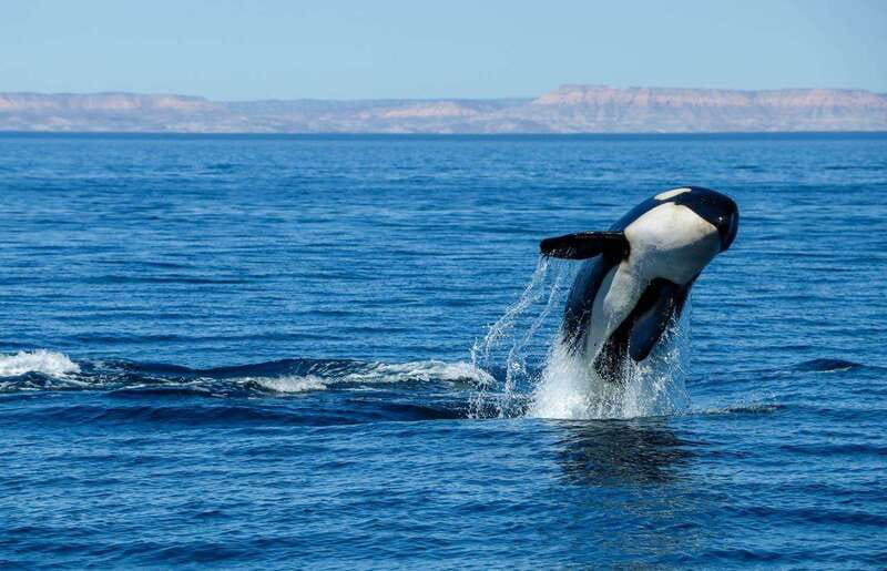 Cabo San Lucas: Luxury Catamaran Whale Watching Experience - Hearing whales through the onboard hydrophone