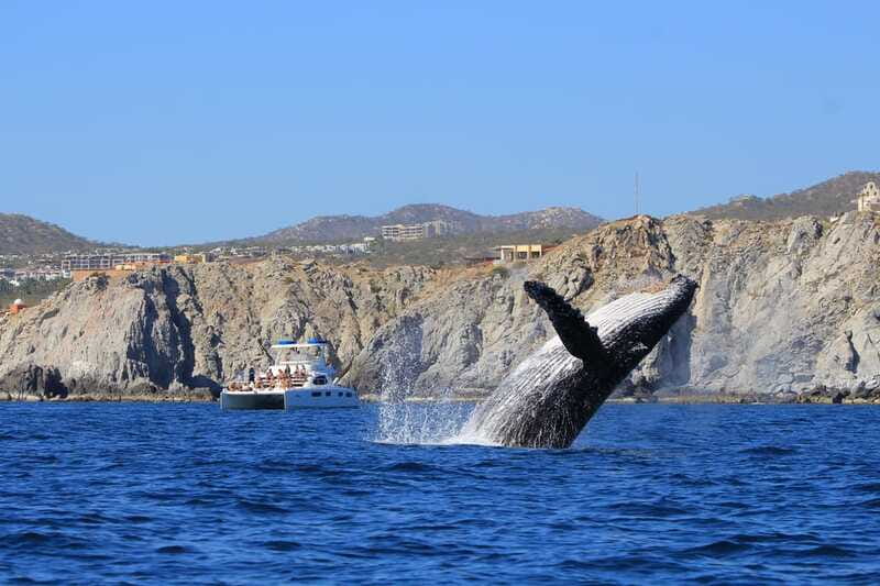 Cabo San Lucas: Luxury Catamaran Whale Watching Experience - Should you book it?