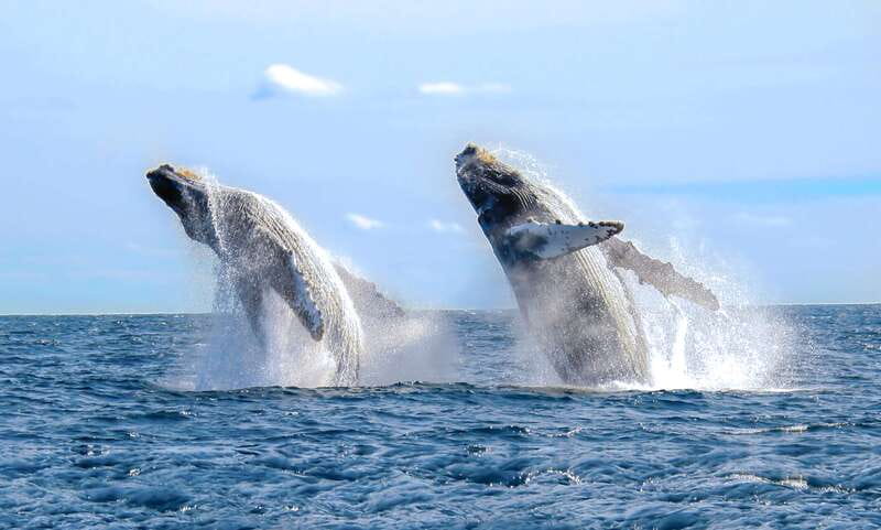 Cabo San Lucas: Luxury Catamaran Whale Watching Experience - Check-in at the Cabo Dolphins center