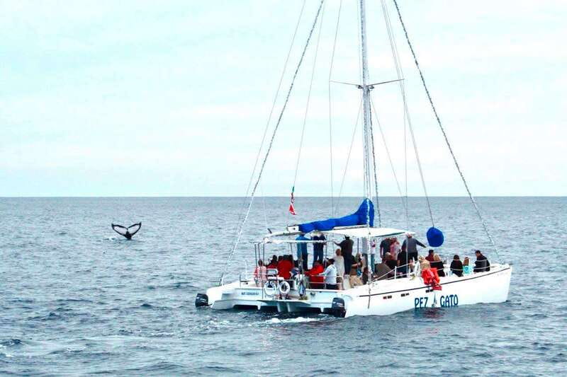 Cabo San Lucas: Whale Watching Catamaran Experience - The Arch and Land’s End from the water