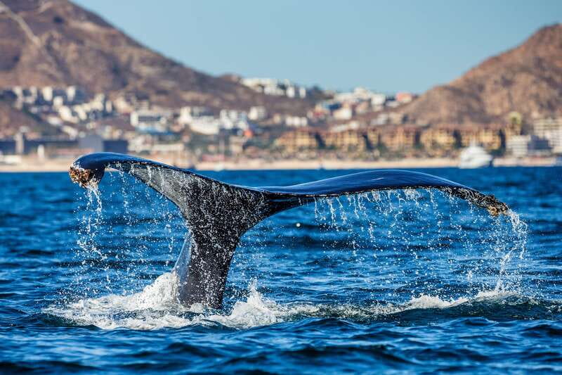 Cabo San Lucas: Whale Watching Catamaran Experience - Breakfast or lunch, plus drinks on board