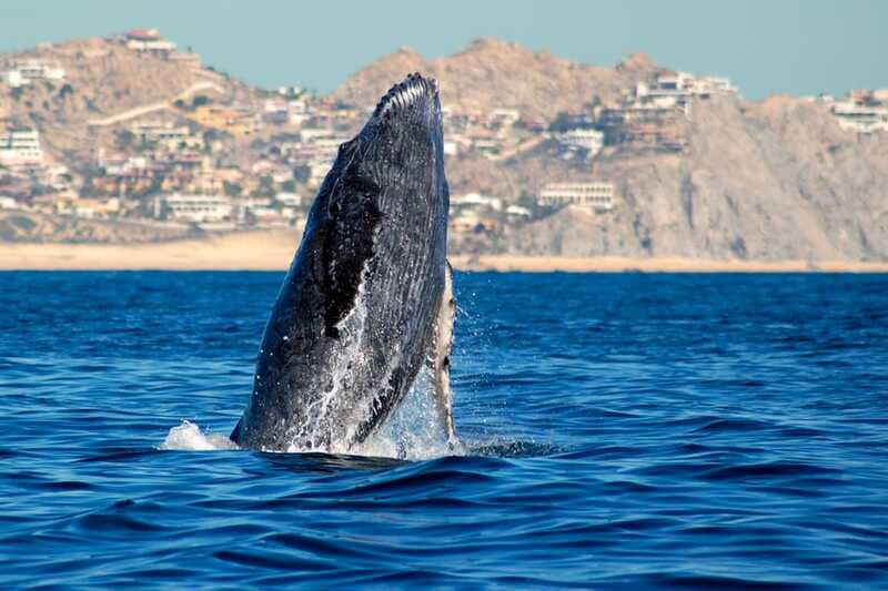 Cabo San Lucas: Whale Watching Catamaran Experience - Should you book this Cabo whale cruise?