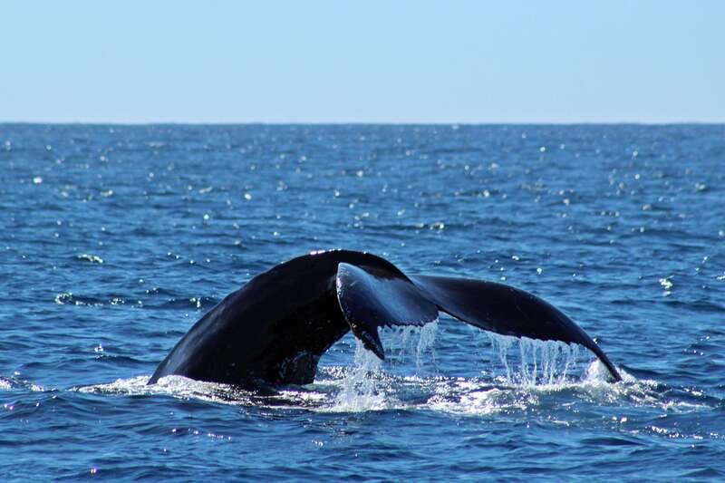 Cabo San Lucas: Whale Watching Experience on Catamaran - Key points to know before you book