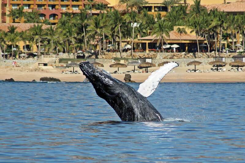 Cabo San Lucas: Whale Watching Experience on Catamaran - Why whale season changes Cabo