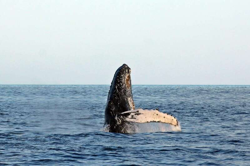 Cabo San Lucas: Whale Watching Experience on Catamaran - Meeting the catamaran and heading toward the Pacific