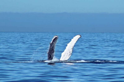 Whale Watching Experience on Catamaran