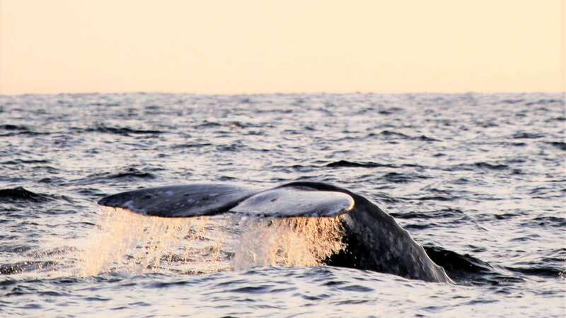 Cabo San Lucas: Whale Watching Experience on Catamaran - What the whale watching portion is really like