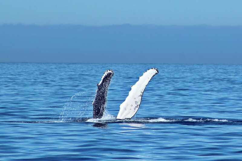 Cabo San Lucas: Whale Watching Experience on Catamaran - Booking, cancellation, and timing advice