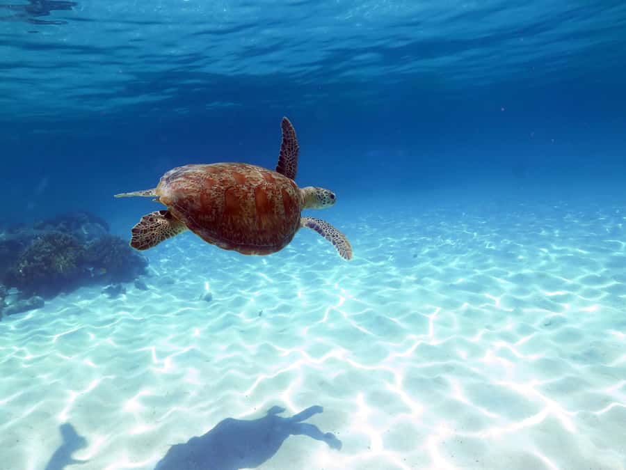 Cairns: Ocean Spirit Great Barrier Reef Full Day Tour - Snorkeling in protected shallow water