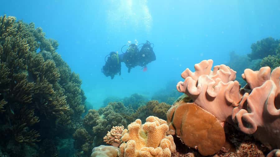 Cairns: Ocean Spirit Great Barrier Reef Full Day Tour - Fish feeding, seabirds, and the marine biologist presentation